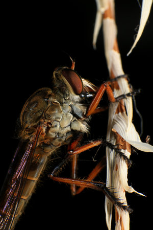 Macro of a robber fly (Asilidae) on a blade of grassの写真素材