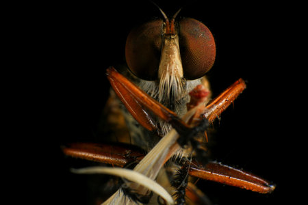 Close-up of a robber fly on a black background. Macroの写真素材