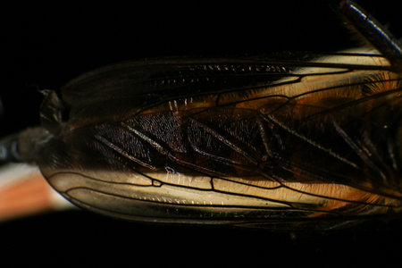 Macro detail of a cicada insect on a black background