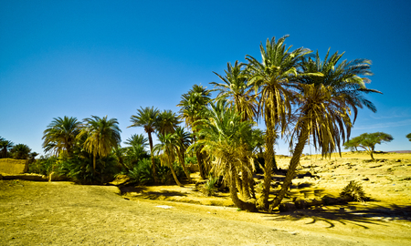 oasis in the Sahara desert in Morocco with palm treesの写真素材