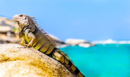 view on iguana on a rock in national park Tayrona in Colombiaの写真素材