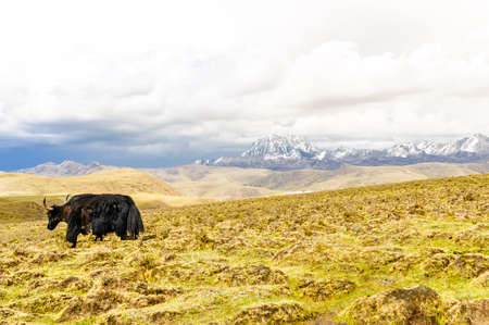 View on Yak before Mount Yala in highlands of Sichuan in Chinaの写真素材