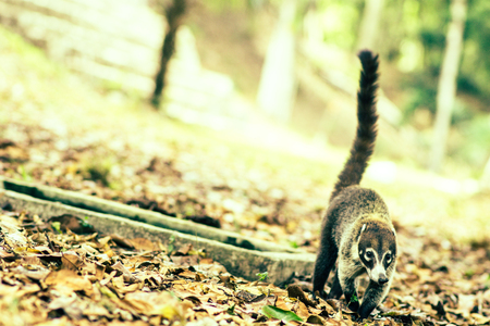 View on coati in National Park Tikal in Guatemalaの写真素材