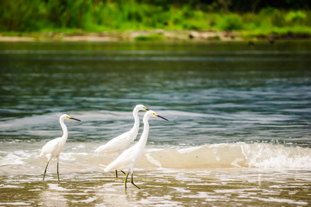 View on group of snowy Egret in national park Tayrona - Colombia