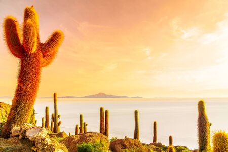 View on Sunrise over Uyuni salt lake from island Incahuasi in Boliviaの写真素材