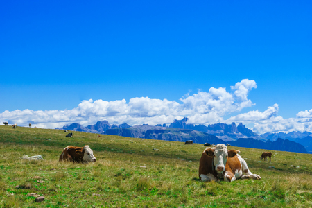 View on cattle in the mountains of South Tyrolの写真素材
