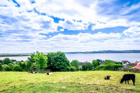 View on Ladndscape with cows in the Highlands of Scotlandの写真素材
