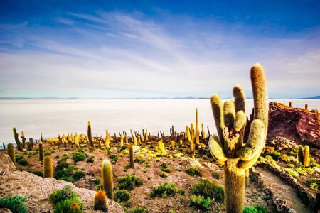 View on island incahuasi by salt lake Uyuni in Boliviaの写真素材