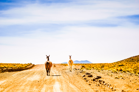 View on Llama on an alley in the mountains of Boliviaの写真素材