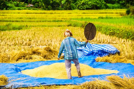 View on farmer on rice field by Chiang Rai in Thailandの写真素材