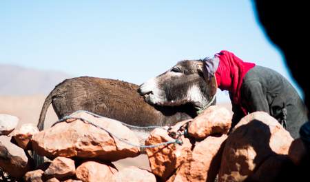 View on female Nomad and donkey in fron tof nomade in cave in Moroccoの写真素材