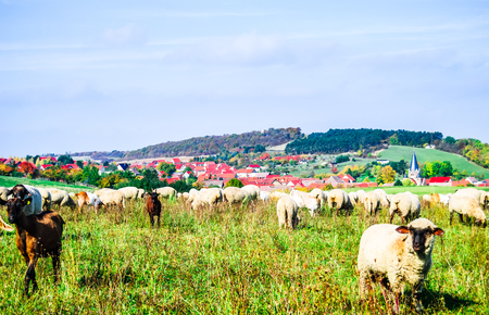 View on sheep herd and village of Benzingerode in Germanyの写真素材
