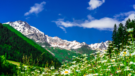 View on Spring landscape with blooming flowers in the mountains of Svaneti - Georgiaの写真素材