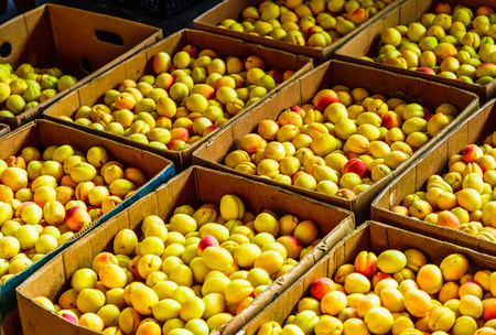 Fresh organic apricots in market of Yerewan, Armeniaの写真素材