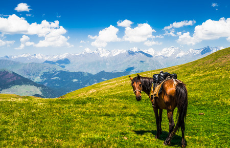 Horse in scenic landscape of Tusehti, Georgiaの写真素材