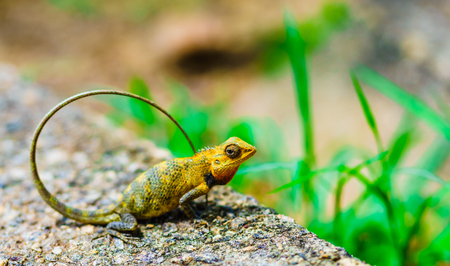 View on chameleon next to Sigyria in Sri Lanka