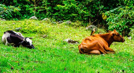 Bird on cow next to village of Jardin, Colombiaの写真素材