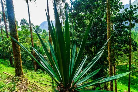 Agave plant in the natural landscape next to Jardin in Colombiaの写真素材