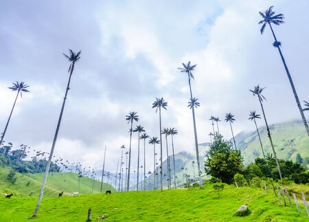 Wax palm trees of Cocora Valley, Colombia