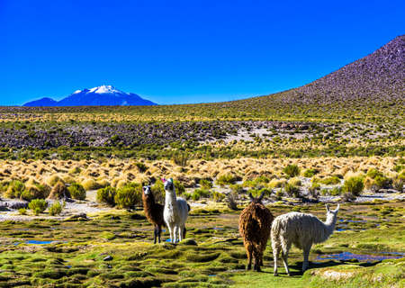 Lama standing in the altiplano landscape of Bolivia