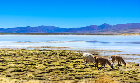View on Lama and flamingos next to a lagoon in the Altiplano of bolivia. High quality photoの写真素材