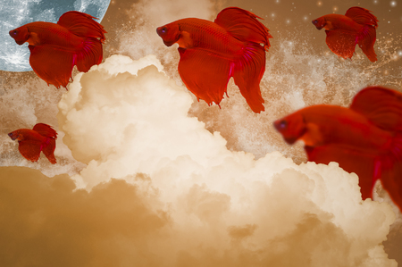 Red color fighting fish, moving in the air, With clouds, moon, stars, and waves, is the background, Abstract concept of Fighting fishÂ In free movement.の写真素材