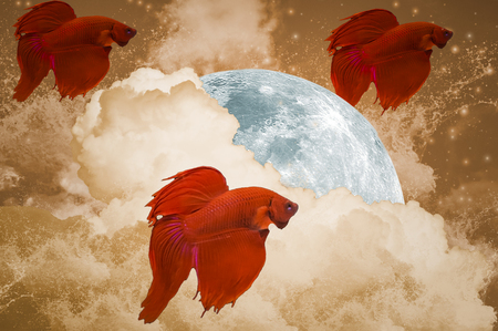Red color fighting fish, moving in the air, With clouds, moon, stars, and waves, is the background, Abstract concept of Fighting fishÂ In free movement.の写真素材