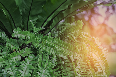 Fern Dark green, sunlight, Grow on trees, In the garden, Natural background for decorations and wallpapers.の写真素材