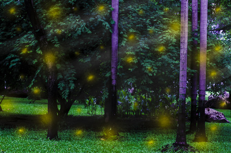 Firefly in the forest Peaceful atmosphere Beautiful nature, (photo manipulation)