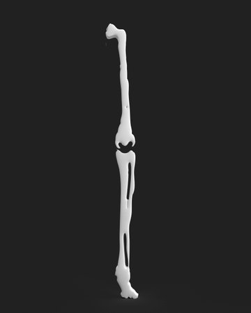 Bone anatomy skeleton body part human medical health care pain biology science arthritis x-ray injury leg disease white color orthopedic knee foot muscle physical person spine ache hospital femurの素材 [FY310203901924]