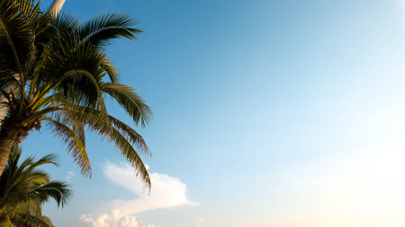 Cocnut palm tree blue sky cloudy copy space background wallpaper happy holiday travel beautiful...