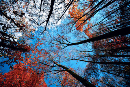 red trees under the skyの写真素材