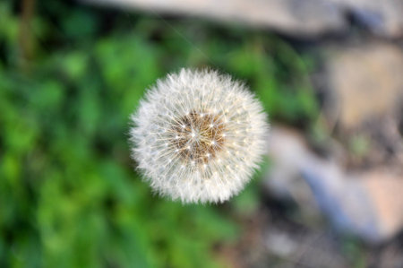 isolated dandelionの写真素材
