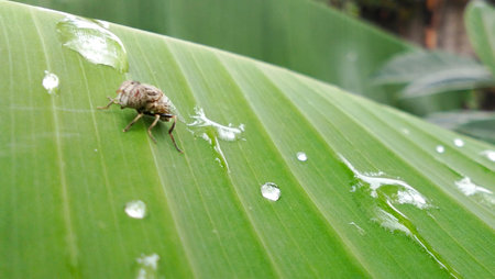 Flies on banana leaves after rain