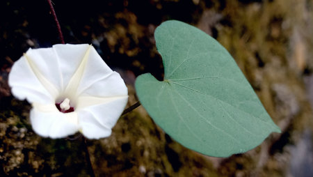 Beautiful white morning glory flowers and bright green heart-shaped leaves.