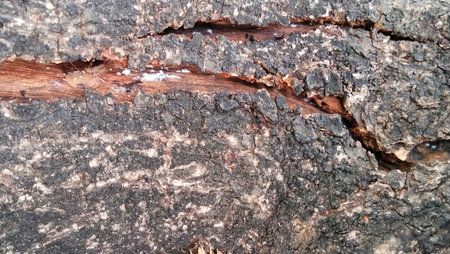 Rough bark with dark, cracked bark and a weathered wood texture