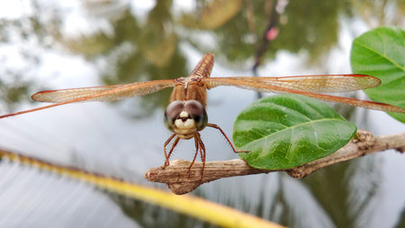 A bright golden dragonfly perched on a dry twig.の写真素材