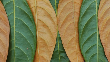 A collection of overlapping green and brown jackfruit leaves