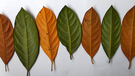 Rows of green and autumn leaves line up to highlight the colors and textures of seasonal foliage.の写真素材