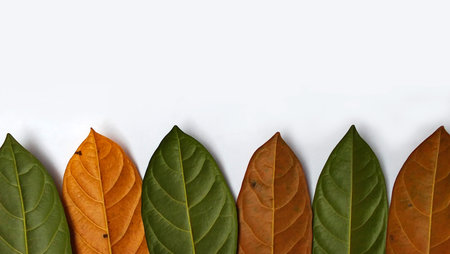 Contrasting green and brown jackfruit leaves on a white backgroundの写真素材