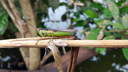 Green grasshopper on dry branchの写真素材