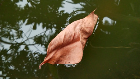 Dry leaves float on calm waterの写真素材
