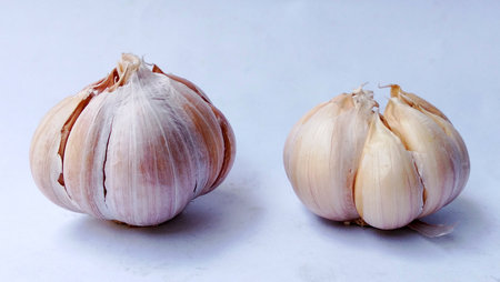 Two garlic bulbs on a white background.の写真素材