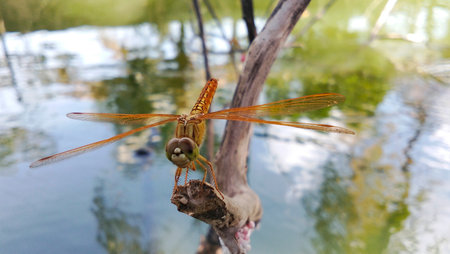 A golden dragonfly perched gracefully on a dry branch at the edge of a calm body of water.