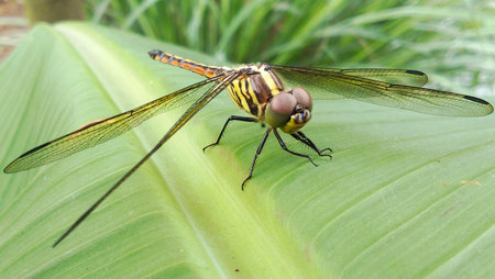 A dragonfly perched on a bright green leaf near the pond.