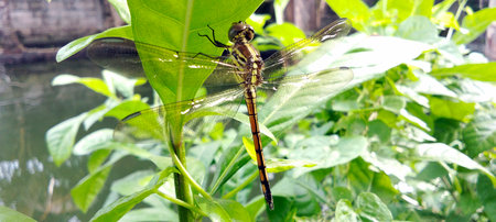 A dragonfly perched on a green leaf, surrounded by lush trees.の写真素材