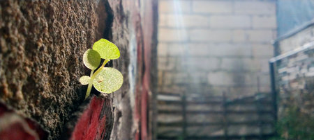 Small green plants grow through the cracks in the rough brick walls, bathed in soft sunlight.の写真素材