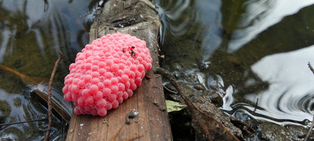 Bright pink snail eggs stuck to a wooden board near the damp ground.の写真素材