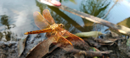 A golden dragonfly perched on a dry leaf at the edge of the still water.
