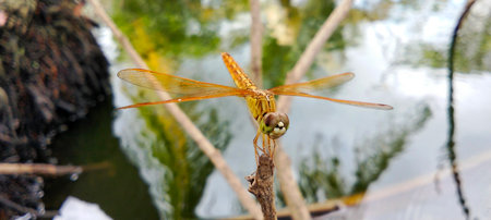 A golden dragonfly perched on the tip of a small branch near the water.